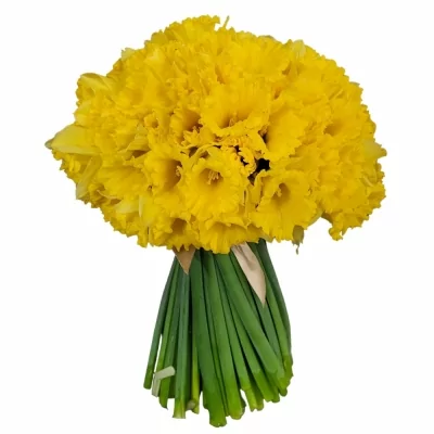 Kytice 100 žlutých narcisů STANDARD VALUE