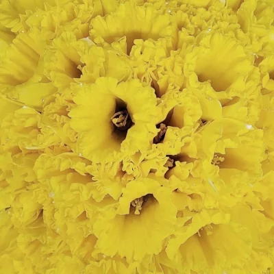 Kytice 100 žlutých narcisů STANDARD VALUE