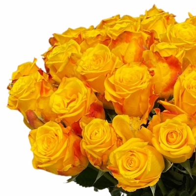 Kytice 100 žlutých růží CANDLELIGHT