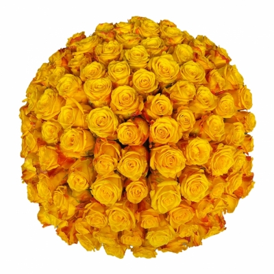 Jednodruhová kytice 100 žlutých růží CANDLELIGHT 60 cm
