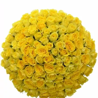 Kytice 100 žlutých růží GOLDEN TOWER 50 cm