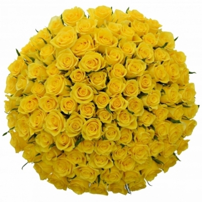 Jednodruhová kytice 100 žlutých růží JACKPOT 70 cm