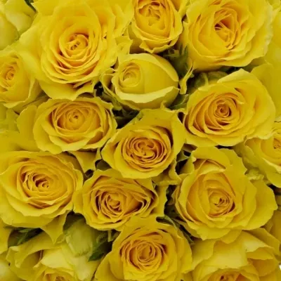 Kytice 100 žlutých růží LIMELIGHT