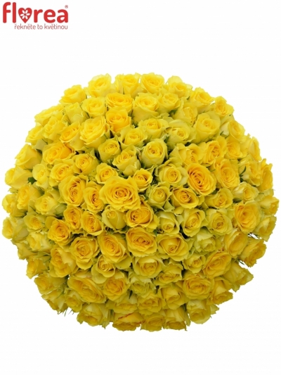 Kytice 100 žlutých růží LIMELIGHT 80cm
