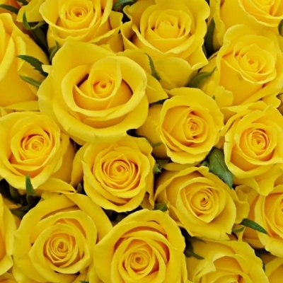 Kytice 100 žlutých růží MINION ROSE
