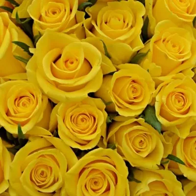 Kytice 100 žlutých růží MOONWALK 50 cm