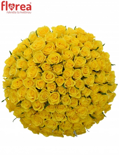 Kytice 100 žlutých růží SOLERO 50cm