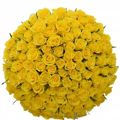 Kytice 100 žlutých růží SOLERO 50cm