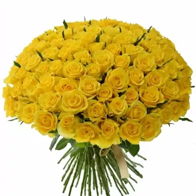 Kytice 100 žlutých růží MOONWALK 50 cm