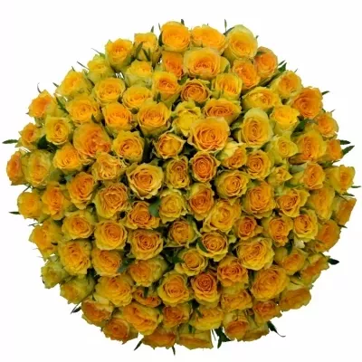 Kytice 100 žlutých růží PACO! 50 cm