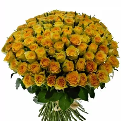 Kytice 100 žlutých růží PACO! 50cm