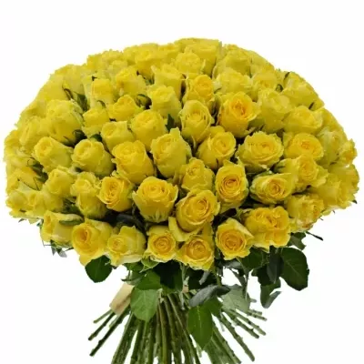 Kytice 100 žlutých růží Penny Lane 60cm