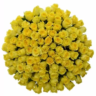 Kytice 100 žlutých růží SEFER 50cm