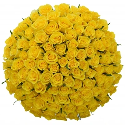 Kytice 100 žlutých růží Solero