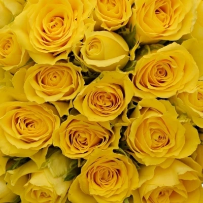 Kytice 100 žlutých růží SONRISA