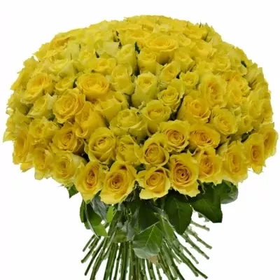 Kytice 100 žlutých růží SONRISA 40cm