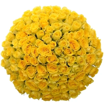 Kytice 100 žlutých růží SONRISA 