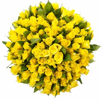Kytice 100 žlutých růží SUNNY SHER 