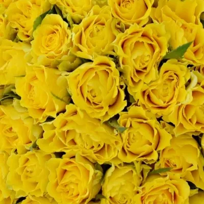 Kytice 100 žlutých růží VIVA 40cm