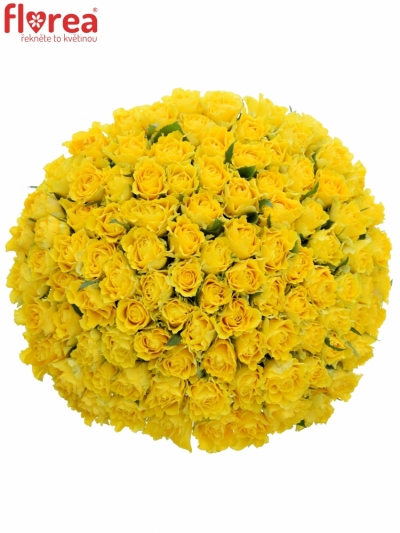 Kytice 100 žlutých růží VIVA 60cm