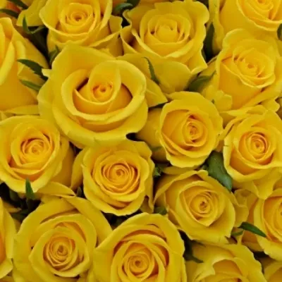 Kytice 100 žlutých růží YELLOWEEN
