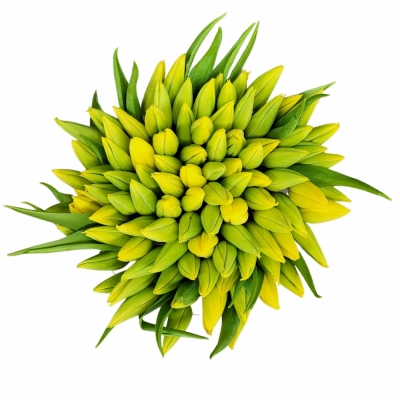 Kytica 100 žltých tulipánov 30cm