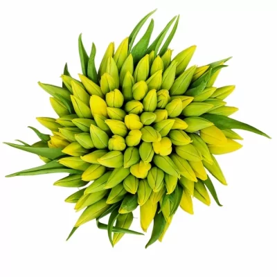 Jednodruhová kytice 100 žlutých tulipánů 30 cm