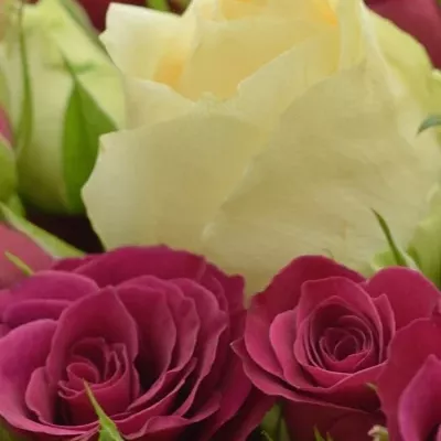 Kytice 11 trsových růží BASILEIA Ø20cm