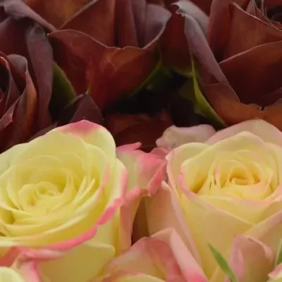 Kytice 11 trsových růží CALLISTA Ø25cm