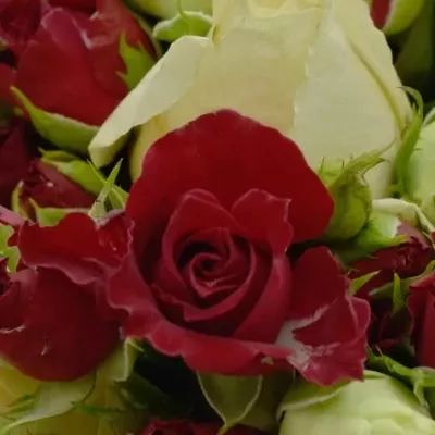 Kytice 11 trsových růží ISIDORA Ø20cm