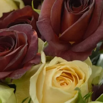 Kytice 12 trsových růží CHIMERA Ø20cm