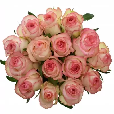 Kytice 15 bílorůžových růží JUMILIA 45cm