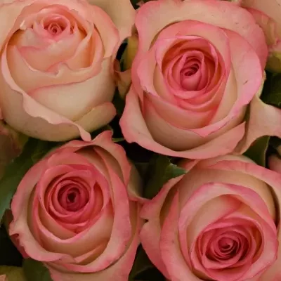 Kytice 15 bílorůžových růží JUMILIA 50cm