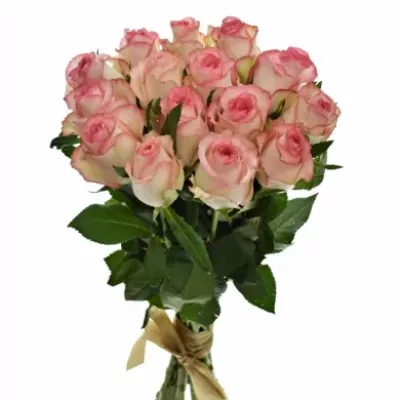 Kytica 15 bieloružových ruží JUMILIA 50cm
