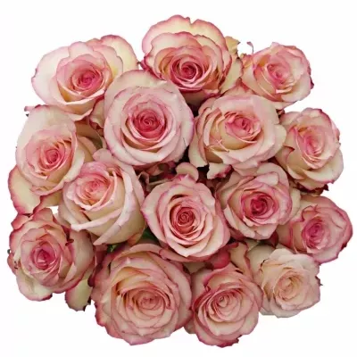 Kytice 15 bÍlorůžových růží TORMENTA 40cm