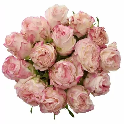 Kytice 15 bílorůžových růží VERY CUTE 70cm