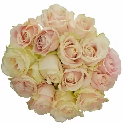 Kytice 15 bílých růží ADOR AVALANCHE+ 50cm