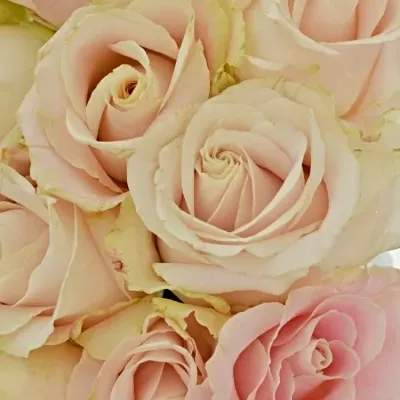 Kytice 15 bílých růží ADOR AVALANCHE+ 60cm