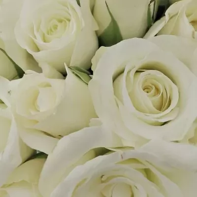 Kytice 15 bílých růží AKITO