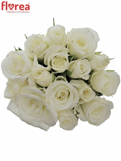 Kytice 15 bílých růží AKITO 50cm