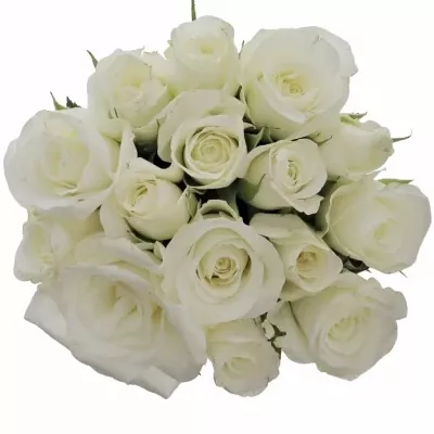 Kytice 15 bílých růží AKITO 40cm