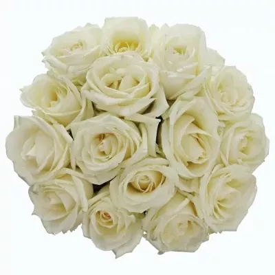 Kytice 15 bílých růží ALBATROS 40cm