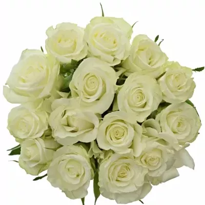 Kytice 15 bílých růží ASPEN 60cm