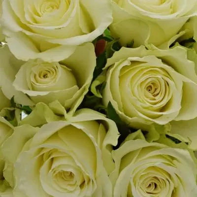 Kytice 15 bílých růží ATHENA 40cm