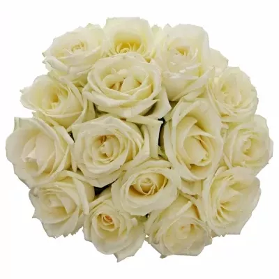 Kytice 15 bílých růží AVALANCHE+ 55cm