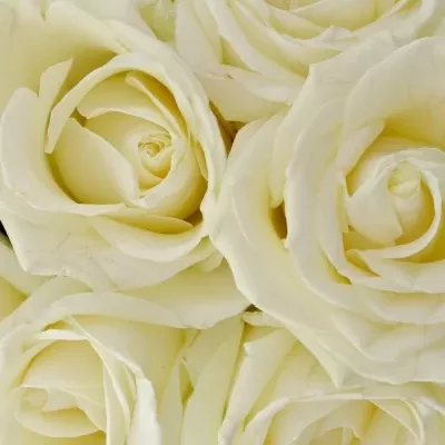 Kytice 15 bílých růží AVALANCHE  40cm