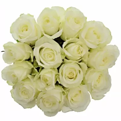 Kytice 15 bílých růží COUNTDOWN