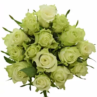 Kytice 15 bílých růží MURU 50 cm