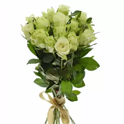 Kytice 15 bílých růží MURU 50 cm