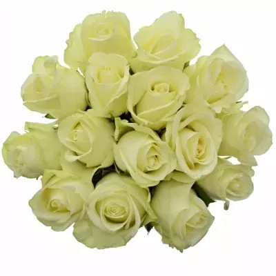 Jednodruhová kytice 15 bílých růží SNOWSTORM 50 cm